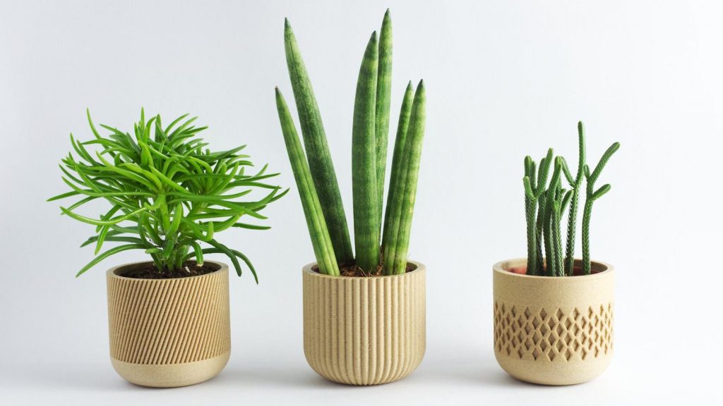 🌵 “Qué maceta necesita tu planta (y por qué elegir bien importa más de lo que crees)”